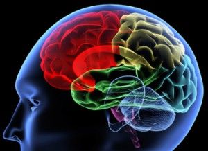 cerebro