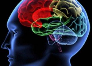 Cerebro 2