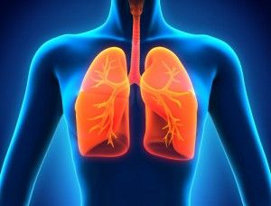 Pulmones